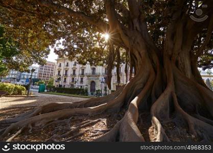 Valencia La Glorieta park big ficus tree in Spain