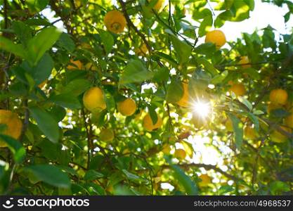 Valencia lemon tree at Turia park gardens view in Spain