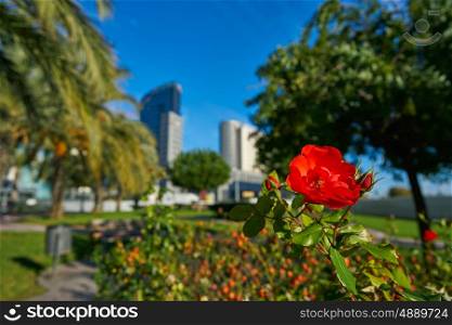 Valencia modern town city red flowers from the park view in Spain Mediterranean