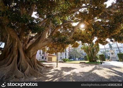 Valencia Parterre park big ficus tree in Spain