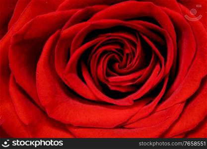 Valentine day Red Rose macro classic beautiful background. Valentine Red Rose