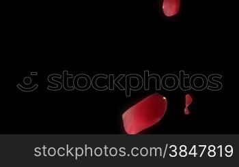 Valentine rose petals heart - isolated