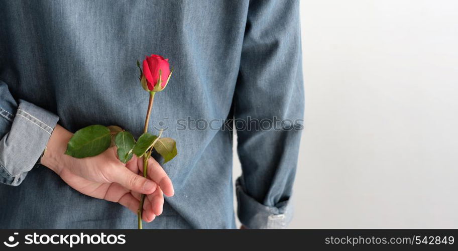 Valentine?s day concept, Back side of man holding red rose on white background with copy space