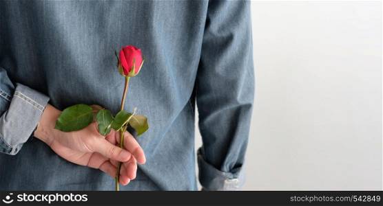 Valentine?s day concept, Back side of man holding red rose on white background with copy space
