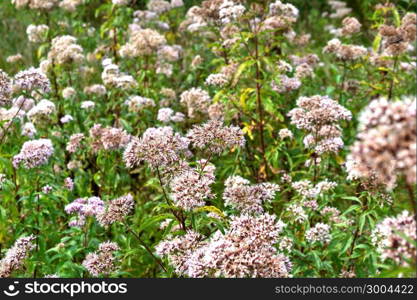 Valerian in bloom in Zelhem, Netherlands.