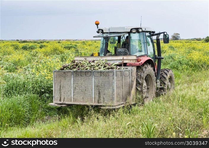 Valledoria,Italy,11-April-2018:man working on the land with big tractor busy with the harvest of freah artichoke,artichoke is a common crop on sardinia and harvest time is in spring. harvest of artichocke on sardinia. harvest of artichocke on sardinia