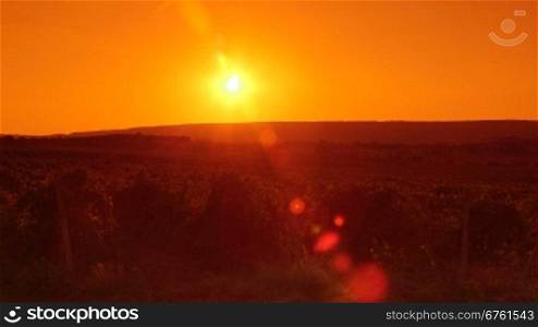 Valley vineyard at sunset pan shot lens flare