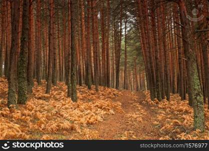 Valsain forests on the northern slope of the Sierra de Guadarrama crowned by the ports of Navacerrada and Fuenfria, Segovia, Madrid. Spain