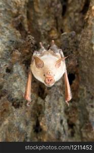 vampire bat are sleeping in the cave hanging on the ceiling period