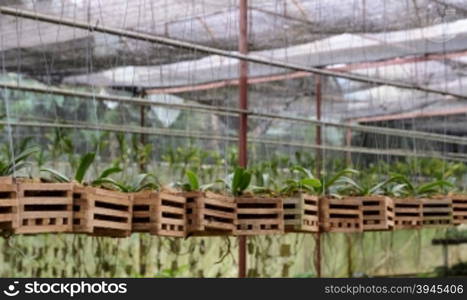 Vanda Orchid seedlings plant nursery in greenhouse