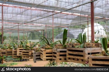 Vanda Orchid seedlings plant nursery in greenhouse