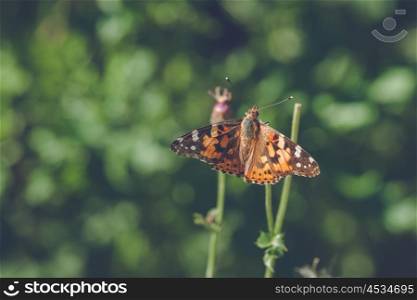 Vanessa Cardui butterfly in orange colors in a green garden