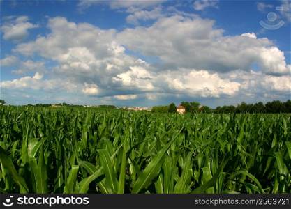 Vanishing Farmland (cornfield and house with housing development)