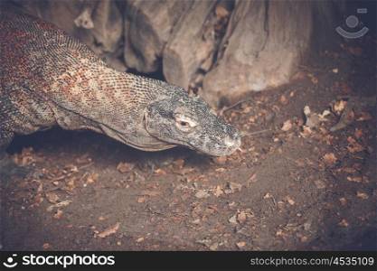 Varan lizard looking for prey in the autumn