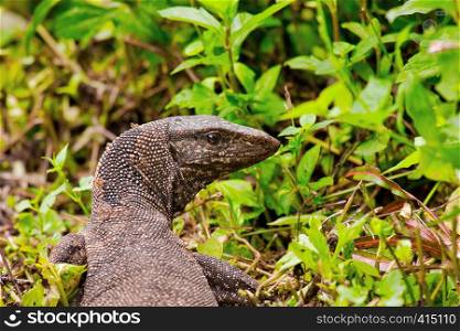 Varanus, Monitor lizard photographed closely. Clearly visible eye and skin details. Singapore.Horizontal view.