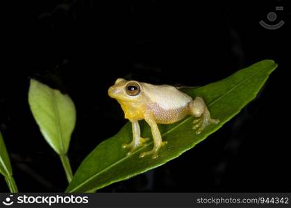 Variable bush frog ( Raorchestes akroparallagi)
