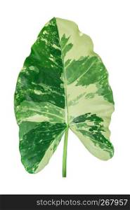Variegated caladium leaf in white background.