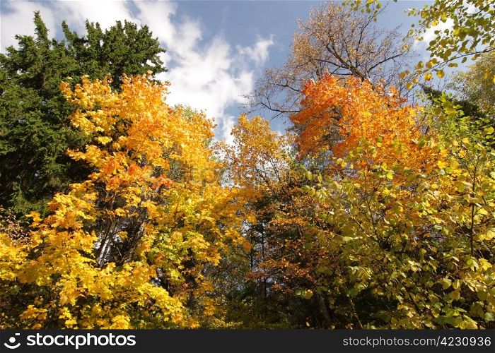Variegated forest at autumn
