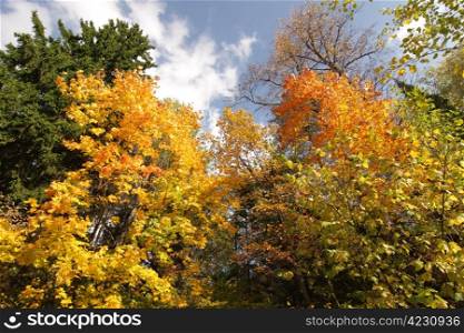 Variegated forest at autumn