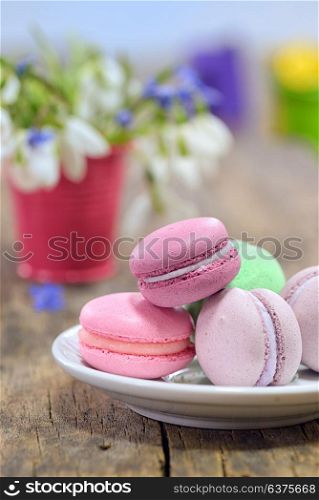 variegated sweet macaroons and spring flowers in small pot