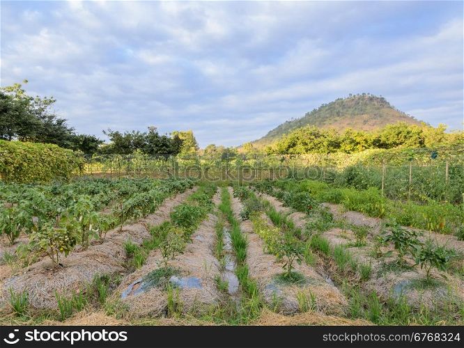 varieties vegetable garden of pepper, thai eggplant and tomato plant