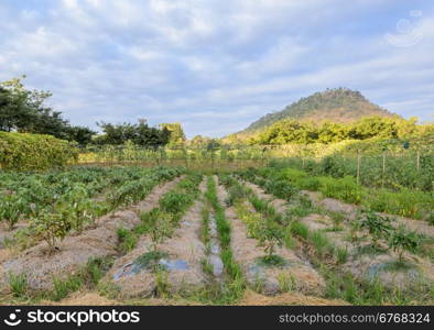 varieties vegetable garden of pepper, thai eggplant and tomato plant