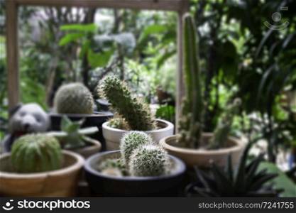 Variety cactuses in a row, stock photo
