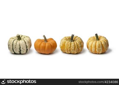 Variety of baby pumpkins in a row on white background