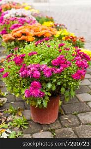 Variety of chrysanthemums on the flower market outdoors, autumn season. Variety of chrysanthemums on the flower market outdoors