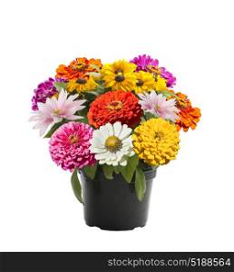 Variety of colorful flowers in a flower pot isolated on white background. Colorful flowers in a flower pot