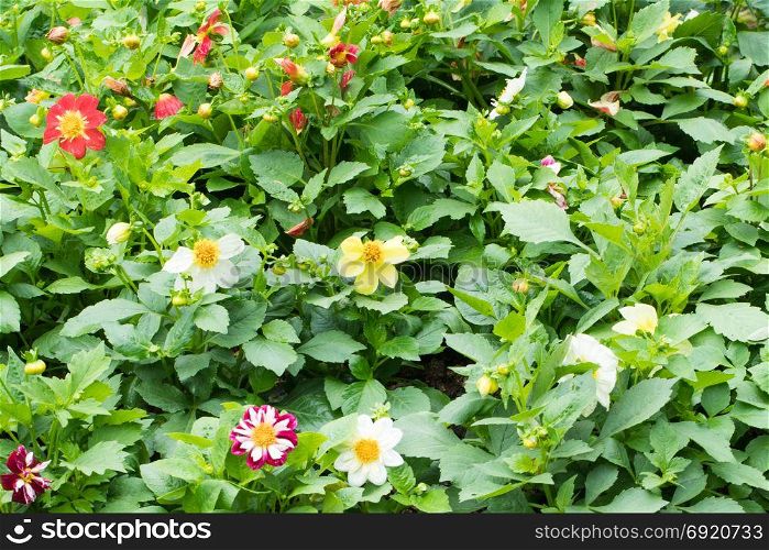 Variety of colorful flowers of shrubs. Full flowers in the garden