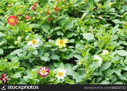 Variety of colorful flowers of shrubs. Full flowers in the garden
