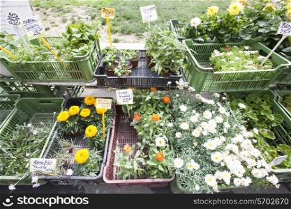 Variety of flower plants for sale