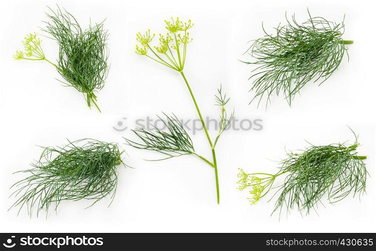 Variety of fresh dill isolated on white background