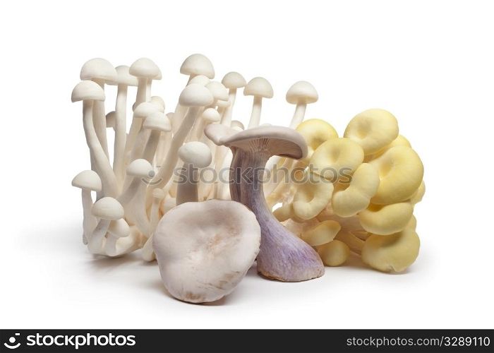 Variety of fresh edible mushrooms on white background