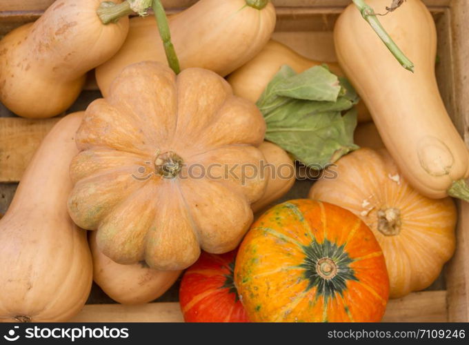 variety of fresh squash