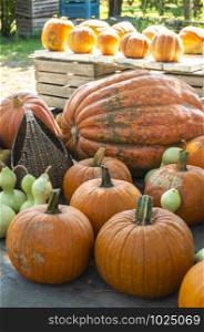 Variety of many pumpkins on the market. Different types pumpkins arranged on wooden table. Pumpkin background. Halloween graphic resources.