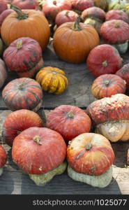 Variety of many pumpkins on the market. Different types pumpkins arranged on wooden table. Pumpkin background. Halloween graphic resources.