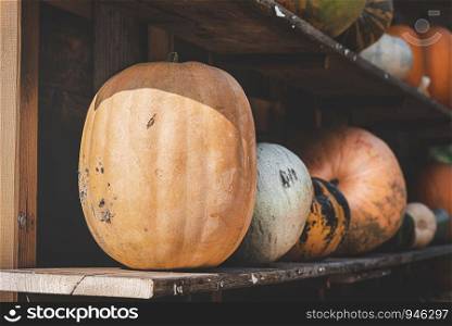 Variety of pumpkins in sizes and colors on old wooden shelves in a barn. Agricultural concept of harvesting pumpkins. Ripe pumpkins in a wooden shed