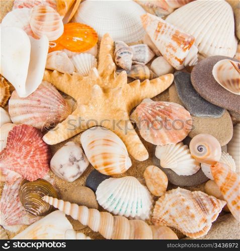 variety of sea shells