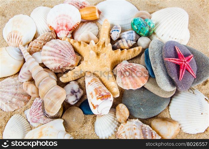 variety of sea shells