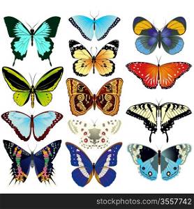 Various beautiful butterflies. An illustration on a white background.