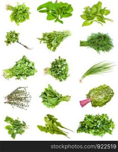 various bunches of fresh edible herbs (scallion, mizuna, mint, thyme, coriander, cilantro, basil, parsley, cress, dill, chard, dandelion, etc) isolated on white background