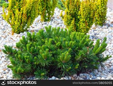 Various bushes on flowerbed in spring park.