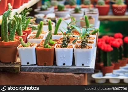 Various cactus plants in garden, selective focus