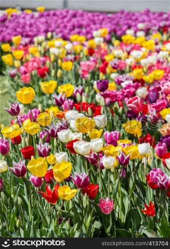 Various color tulip flowers bloom in spring the garden
