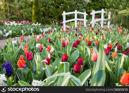 Various colored tulips with white bridge in park holland