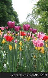 Various colors of mixed tulips and daffodils in a field