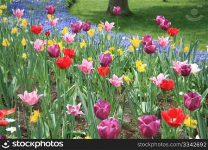 Various colors of mixed tulips and daffodils in a field
