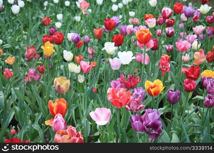 Various colors of mixed tulips in a field